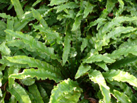phyllitis scolopendrium.jpg_s.jpg
